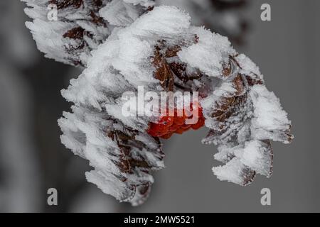 Baies rouges d'hiver couvertes de neige Banque D'Images