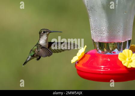 Un petit oiseau de l'eau potable d'un bol d'eau en plastique rouge Banque D'Images