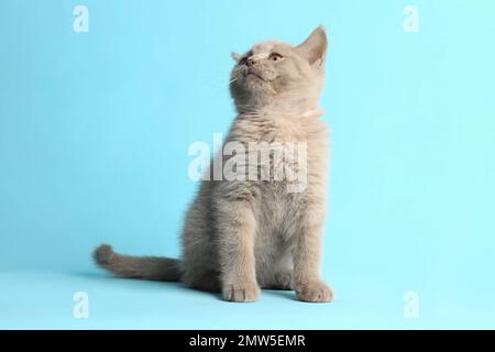 Bébé chat écossais droit assis sur fond bleu clair Banque D'Images