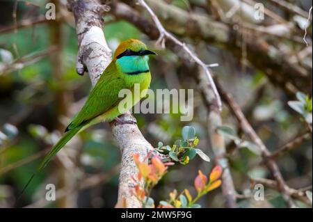 Green Bee-eater ou Merops orientalis qui se trouve dans une succursale du parc national Yala, Sri Lanka Banque D'Images