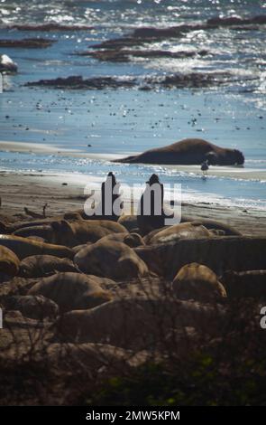 Éléphants de mer, parc national Ano Nuevo, Californie Banque D'Images