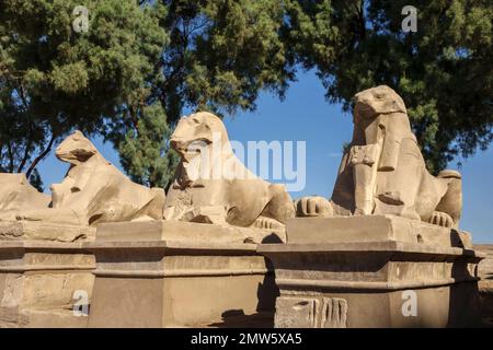 Sphinx, Temple Karnak, Louxor, Égypte Banque D'Images