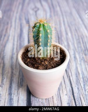 Un gros plan vertical d'un cactus dans un pot sur une table en bois. Pilosocereus pachycladus. Banque D'Images