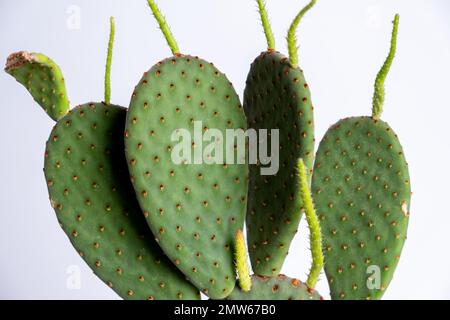 Un gros plan d'Opuntia rufida, cactus de poire épineuse. Banque D'Images