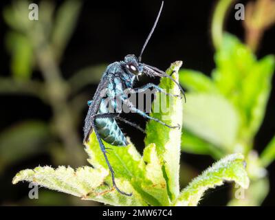 Guêpe émeraude (Ampulex sp.) Cette guêpe solitaire chasse les cafards comme hôte des larves de l'itsc, province d'Orellana, Équateur Banque D'Images