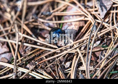 Un gros plan d'Anoplotrupes stercorosus, le dendroctone. Banque D'Images