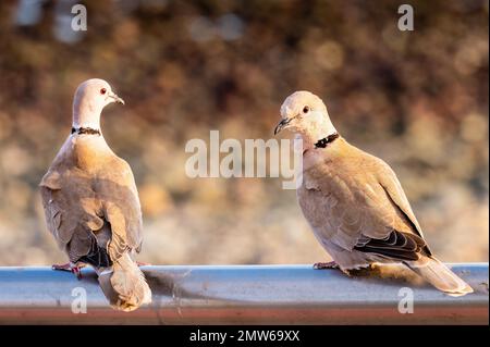 deux pigeons sont assis sur la rampe au soleil Banque D'Images