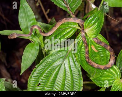 La couleuvre Ã oeil de chat commun (Leptodeira annulata) acticve de nuit dans la forêt tropicale d'une famille d'arbustes Melastomataceae, province d'Orellana, Equateur Banque D'Images