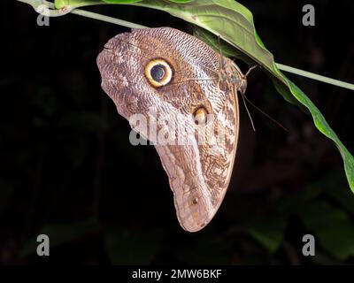 Hibou papillon (Caligo sp.) La nuit dans la forêt tropicale, province d'Orellana, Équateur Banque D'Images