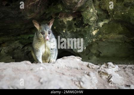 La queue de brosse commune possum assis dans la grotte. Australie. Banque D'Images