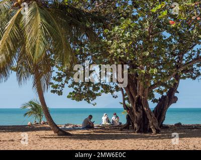 une vue à travers les palmiers de groupe de femmes et d'homme se détendant sur la plage de sable à l'ombre en regardant la lecture de mer en regardant le téléphone Banque D'Images