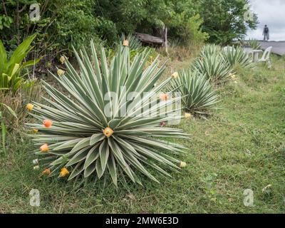 Une vue en perspective sur une rangée de plantes Sisal à côté de feuilles de route percées et décorées avec coloré jaune orange pots de yogourt humour Banque D'Images