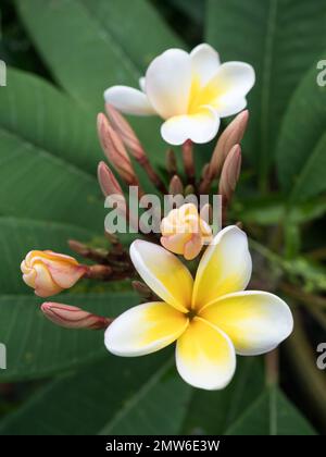 Vue rapprochée depuis le dessus de Plumeria obtusa jaune et blanc, fleur de cimetière de Singapour avec bourgeons bordés de rose ouvrant la fleur Banque D'Images