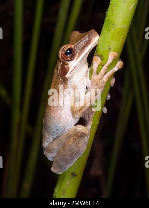 Grenouille plate à tête large (Osteocephalus planiceps) sur une branche de la forêt tropicale dans l'Amazonie équatorienne Banque D'Images