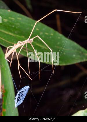 Araignée à face d'Ogre (Deinopis sp.). Tenir sa toile prête à attraper un article de proie. Province d'Orellana, Équateur. Arrière-plan sombre Banque D'Images