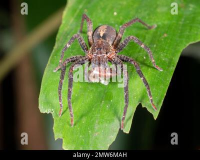 Araignée errante (Ctenidae) se nourrissant d'un millipède dans la forêt tropicale, province d'Orellana, Équateur Banque D'Images