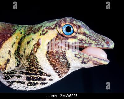 Anole arboricole (Anolis transversalis), vue rapprochée de la tête, province d'Orellana, Équateur Banque D'Images