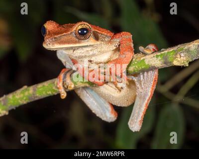 Grenouille plate à tête large (Osteocephalus planiceps) sur une branche de la forêt tropicale dans l'Amazonie équatorienne Banque D'Images