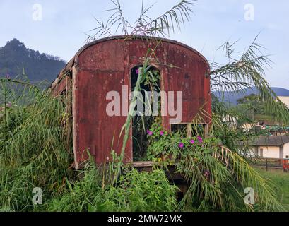 Une vieille calèche a germé une forêt de bambou. Végétation luxuriante dans la forêt tropicale, voies ferrées désaffecées. Asie du Sud-est Banque D'Images