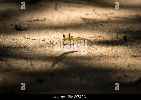 Un joli crabe fantôme (Ocypodinae) situé dans le sable sous l'éclairage naturel Banque D'Images