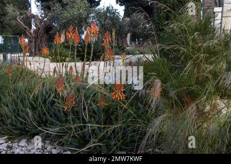 Aloe vera en fleurs. Fleurs rouges en gros plan sur le ciel bleu. Plante médicinale dans le désert. Concept: Cosmétiques aloe vera, fleurs exotiques Banque D'Images