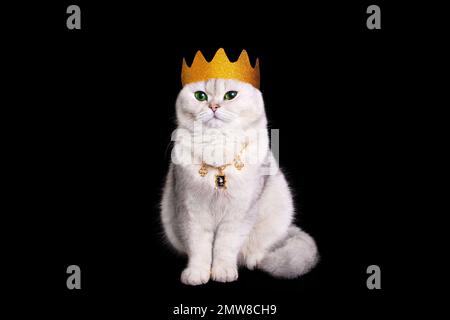 un chat blanc luxueux dans une couronne dorée se trouve sur un fond noir isolé. Banque D'Images