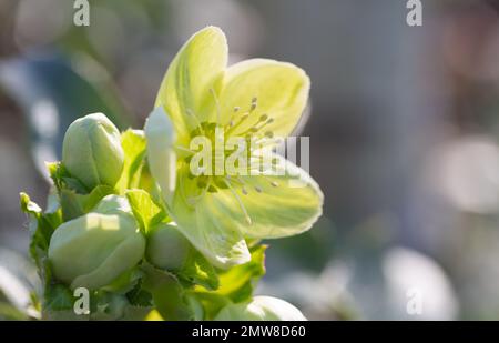 Héliporté hybride de Stern, Helleborus x sternii Banque D'Images