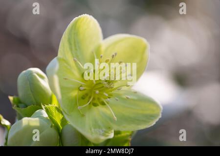 Héliporté hybride de Stern, Helleborus x sternii Banque D'Images