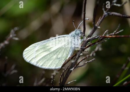 Bois cryptique papillon blanc sur tige de bruyère Banque D'Images