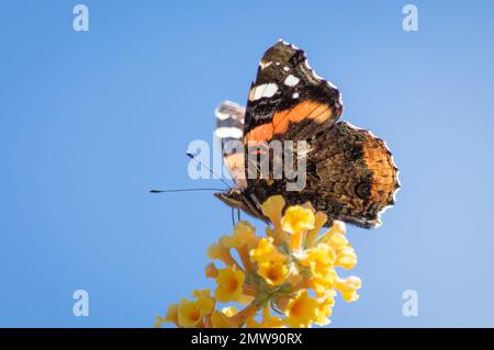 Papillon de l'amiral rouge sur la buddleja jaune Banque D'Images