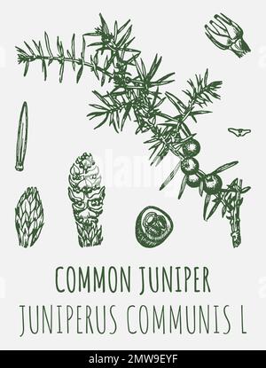 Juniper des mises en plan. Illustration dessinée à la main. Nom latin JUNIPERUS COMMUNIS L. Banque D'Images