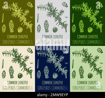 Jeu de dessin de genévrier dans différentes couleurs. Illustration dessinée à la main. Nom latin JUNIPERUS COMMUNIS L. Banque D'Images