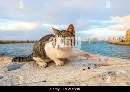 Un chat de tabby errant se trouve sur un rocher au vieux port de la ville antique de Jaffa, Israël, au coucher du soleil, avec un arc-en-ciel sur la ligne d'horizon et la côte de tel AVI Banque D'Images