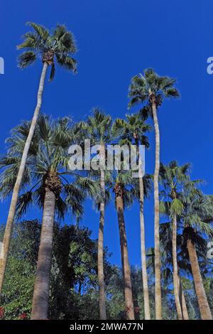 Palmiers à éventail à Palm Springs, Californie, États-Unis. Banque D'Images