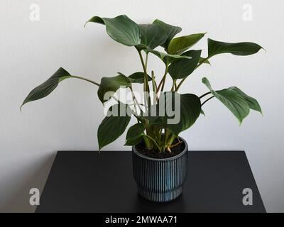 Homalomena Emerald Gem maison, isolée sur fond blanc, sur une table noire. Plante avec des feuilles vertes et des tiges rouges, dans un pot en céramique bleue Banque D'Images