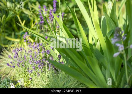 beau lit de fleur avec lavande et iris dans le jardin Banque D'Images