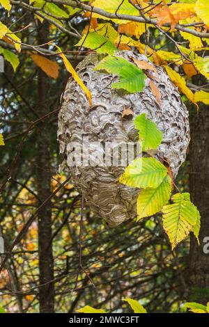 Guêpe - nid de Vespidae suspendu à une branche d'arbre à feuilles caduques en automne. Banque D'Images