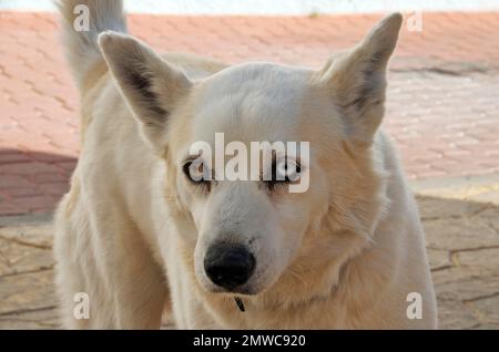 Chien blanc mixte aux yeux bicolore, mâle mixte avec un œil marron et un œil bleu Banque D'Images