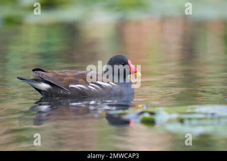 Moorhen commune (Gallinula chloropus), Rhénanie-du-Nord-Westphalie, Allemagne Banque D'Images