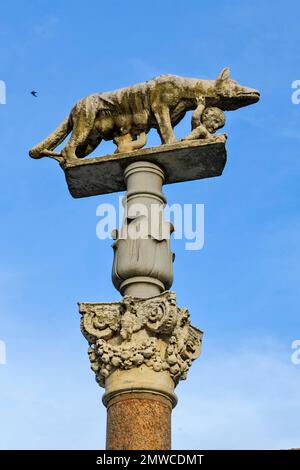 Gros plan des frères de succion He-Wolf de Capitoline Romus et Remulus, en dessous de la capitale de la colonne Corinthienne, parvis de la cathédrale de Sienne, Sienne, Toscane Banque D'Images