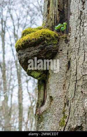 Hêtre commun (Fagus sylvatica) et vieux corps de fructification du champignon de l'aulne (Fomes fomentarius) recouverts de mousse sur le bois de hêtre mort, Hainich National Banque D'Images