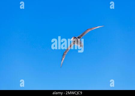 Petrel géant (Macronectes giganteus) en vol, île Sea Lion, îles Falkland, Amérique du Sud Banque D'Images