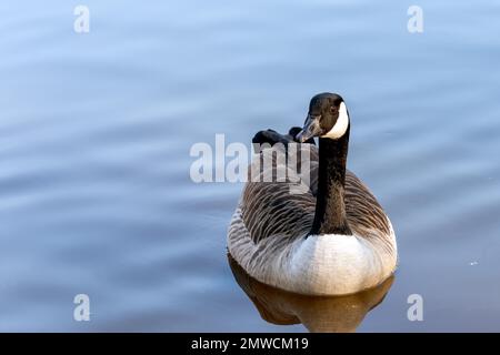 Bernache du Canada nageant dans le lac au parc Riverside Garden Banque D'Images