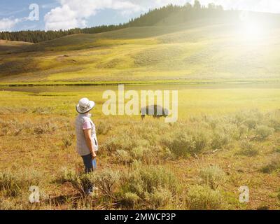 Femme âgée observant le Bison nord-américain, Buffalo, tout en paissant dans une prairie ouverte avec la rivière Yellowstone, en plein jour Banque D'Images