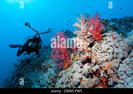 Plongeur, photographe sous-marin, sur le récif d'Elphinstone du plateau Sud. Klunzinger klunzinger est rouge corail doux (Dendronephthya klunzingeri) et Xenia Banque D'Images