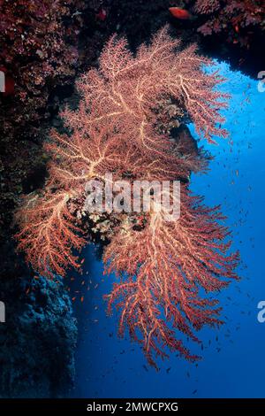 Grande fleur de cerisier de Godefroy corail (Siphonogorgia Godefroyi) sous le porte-à-faux de récif de corail, îles Brother, Mer Rouge, Sinaï, Égypte Banque D'Images