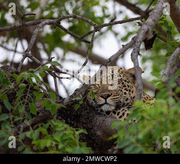 Un beau léopard (Panthera pardus) dormant sur l'arbre vert sur le fond flou Banque D'Images