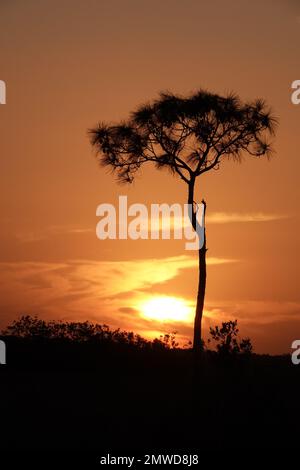 Un grand pin en silhouette au coucher du soleil, parc national des Everglades, Floride Banque D'Images