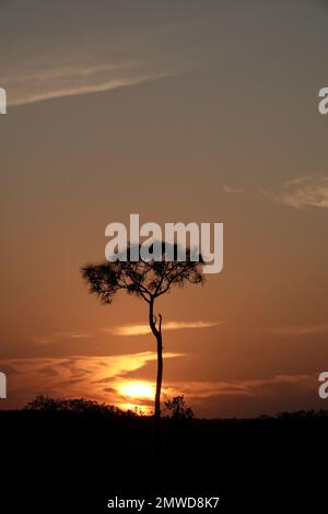 Un grand pin en silhouette au coucher du soleil, parc national des Everglades, Floride Banque D'Images