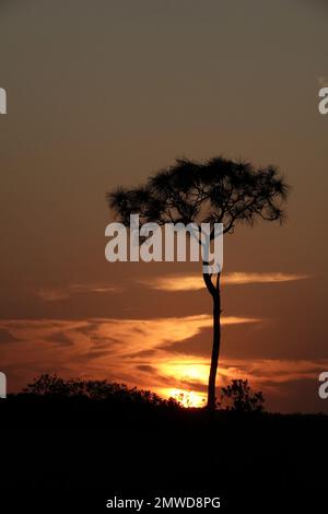 Un grand pin en silhouette au coucher du soleil, parc national des Everglades, Floride Banque D'Images